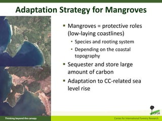 The role of mangroves in the fight against climate change | PDF