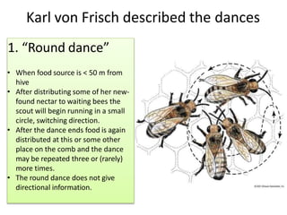 Karl von Frisch described the dances
1. “Round dance”
• When food source is < 50 m from
hive
• After distributing some of her new-
found nectar to waiting bees the
scout will begin running in a small
circle, switching direction.
• After the dance ends food is again
distributed at this or some other
place on the comb and the dance
may be repeated three or (rarely)
more times.
• The round dance does not give
directional information.
 