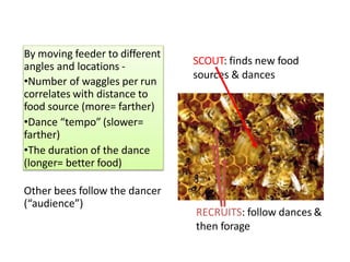 By moving feeder to different
angles and locations -
•Number of waggles per run
correlates with distance to
food source (more= farther)
•Dance “tempo” (slower=
farther)
•The duration of the dance
(longer= better food)
Other bees follow the dancer
(“audience”)
SCOUT: finds new food
sources & dances
RECRUITS: follow dances &
then forage
 