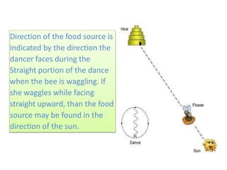 Direction of the food source is
indicated by the direction the
dancer faces during the
Straight portion of the dance
when the bee is waggling. If
she waggles while facing
straight upward, than the food
source may be found in the
direction of the sun.
 
