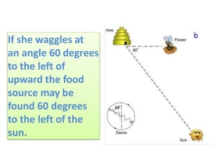 If she waggles at
an angle 60 degrees
to the left of
upward the food
source may be
found 60 degrees
to the left of the
sun.
 