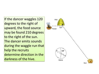 If the dancer waggles 120
degrees to the right of
upward, the food source
may be found 210 degrees
to the right of the sun.
The dancer emits sounds
during the waggle run that
help the recruits
determine direction in the
darkness of the hive.
 
