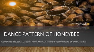 DANCE PATTERN OF HONEYBEE
WORKER BEES’ BIOLOGICAL LANGUAGE TO COMMUNICATE SECRETS OF FOODSOURCE TO OTHER FORAGER BEES
 
