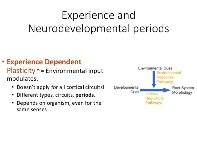 experience dependent plasticity experience dependent plasticity