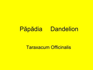 Păpădia   Dandelion Taraxacum Officinalis 