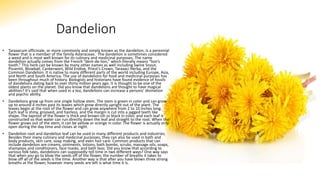 Dandelion
• Taraxacum officinale, or more commonly and simply known as the dandelion, is a perennial
flower that is a member of the family Asteraceae. The dandelion is sometimes considered
a weed and is most well known for its culinary and medicinal purposes. The name
dandelion actually comes from the French “dent-de-lion,” which literally means “lion’s
tooth.” This herb can be known by many other names as well including Swine Snout,
Pissenlit, Blowball, Cankerwort, Wild Endive, Priest’s Crown, Taraxaci Herba, and the
Common Dandelion. It is native to many different parts of the world including Europe, Asia,
and North and South America. The use of dandelions for food and medicinal purposes has
been throughout much of history. Biologists and historians have found evidence of fossils
of dandelions dating back to over thirty million years ago. It is thought to be one of the
oldest plants on the planet. Did you know that dandelions are thought to have magical
abilities? It’s said that when used in a tea, dandelions can increase a persons’ divination
and psychic ability.
• Dandelions grow up from one single hollow stem. The stem is green in color and can grow
up to around 4 inches past its leaves which grow directly upright out of the plant. The
leaves begin at the root of the flower and can grow anywhere from 2 to 10 inches long.
Each leaf is shiny, grooved, and hairless, and the margin is cut into a jagged teeth like
shape. The taproot of the flower is thick and brown-ish or black in color, and each leaf is
constructed so that water can run directly down the leaf and straight to the root. When the
flower grows out of the stem, it can be yellow or orange in color. The flower is actually only
open during the day time and closes at night.
• Dandelion root and dandelion leaf can be used in many different products and industries.
Besides their many culinary and medicinal purposes, they can also be used in bath and
body products, skin care, soap making, and even hair care. Common products that can
include dandelion are creams, ointments, lotions, bath bombs, scrubs, massage oils, soaps,
shampoos and conditioners, face masks, and bath teas. Did you know that according to
various folk tales, dandelions can supposedly tell time in two different ways? One way says
that when you go to blow the seeds off of the flower, the number of breaths it takes to
blow off all of the seeds is the time. Another way is that after you have blown three strong
breaths at the flower, however many seeds are left is what time it is.
 