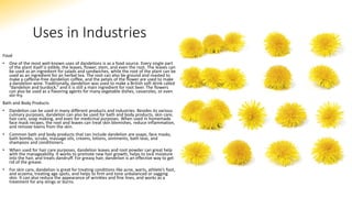 Uses in Industries
Food
• One of the most well-known uses of dandelions is as a food source. Every single part
of the plant itself is edible, the leaves, flower, stem, and even the root. The leaves can
be used as an ingredient for salads and sandwiches, while the root of the plant can be
used as an ingredient for an herbal tea. The root can also be ground and roasted to
make a caffeine-free dandelion coffee, and the petals of the flower are used to make
a dandelion wine. Traditionally, dandelion was used to make a British soft drink called
“dandelion and burdock,” and it is still a main ingredient for root beer. The flowers
can also be used as a flavoring agents for many vegetable dishes, casseroles, or even
stir-fry.
Bath and Body Products
• Dandelion can be used in many different products and industries. Besides its various
culinary purposes, dandelion can also be used for bath and body products, skin care,
hair care, soap making, and even for medicinal purposes. When used in homemade
face mask recipes, the root and leaves can treat skin blemishes, reduce inflammation,
and remove toxins from the skin.
• Common bath and body products that can include dandelion are soaps, face masks,
bath bombs, scrubs, massage oils, creams, lotions, ointments, bath teas, and
shampoos and conditioners.
• When used for hair care purposes, dandelion leaves and root powder can great help
with the manageability. It works to promote new hair growth, helps to lock moisture
into the hair, and treats dandruff. For greasy hair, dandelion is an effective way to get
rid of the grease.
• For skin care, dandelion is great for treating conditions like acne, warts, athlete’s foot,
and eczema, treating age spots, and helps to firm and tone unbalanced or sagging
skin. It can also reduce the appearance of wrinkles and fine lines, and works as a
treatment for any stings or burns.
 