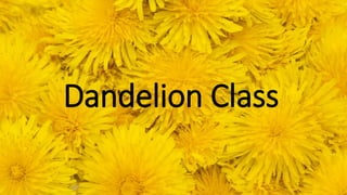 Dandelion Class
 