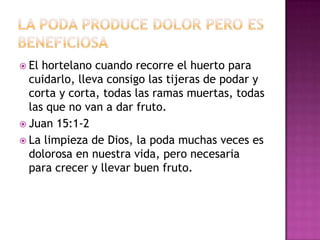  El hortelano cuando recorre el huerto para
  cuidarlo, lleva consigo las tijeras de podar y
  corta y corta, todas las ramas muertas, todas
  las que no van a dar fruto.
 Juan 15:1-2
 La limpieza de Dios, la poda muchas veces es
  dolorosa en nuestra vida, pero necesaria
  para crecer y llevar buen fruto.
 
