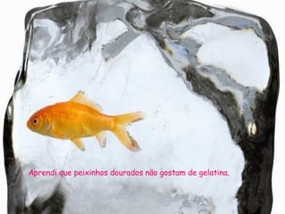 Aprendi que peixinhos dourados não gostam de gelatina. 