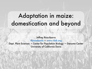 Adaptation in maize:
domestication and beyond
Jeffrey Ross-Ibarra
@jrossibarra • www.rilab.org
Dept. Plant Sciences • Center for Population Biology • Genome Center
University of California Davis
photo by lady_lbrty
 
