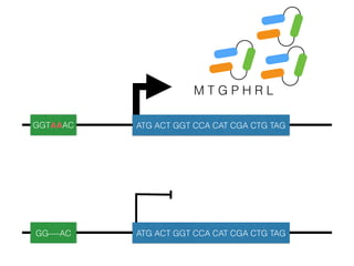 M T G P H R L
GGTAAAC ATG ACT GGT CCA CAT CGA CTG TAG
GG—-AC ATG ACT GGT CCA CAT CGA CTG TAG
 