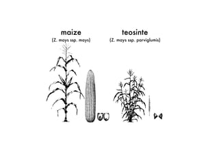 maize origins
TripsacumF1
teosinte
(Z. mays ssp. parviglumis)
maize
(Z. mays ssp. mays)
 