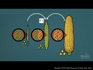 F1
Beadle 1979 Field Museum of Nat. Hist. Bull.
 