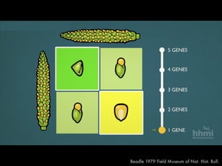 F1
Beadle 1979 Field Museum of Nat. Hist. Bull.
 