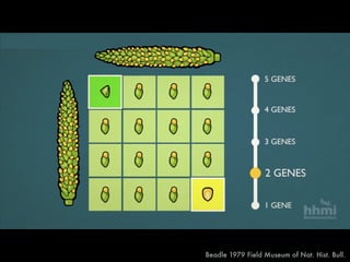 F1
Beadle 1979 Field Museum of Nat. Hist. Bull.
 