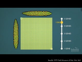 F1
Beadle 1979 Field Museum of Nat. Hist. Bull.
 