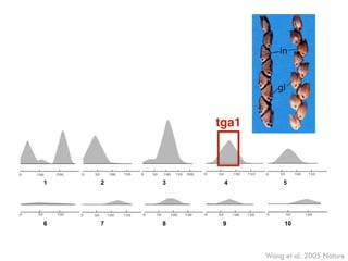 Wang et al. 2005 Nature
1 2 3 4 5
6 7 8 9 10
Figure 1.
Phenotypes. a. Maize ear showing the cob (cb) exposed at top. b. Teosinte e
internode (in) and glume (gl) labeled. c. Teosinte ear from a plant with a m
introgressed into it. d. Close-up of a single teosinte fruitcase. e. Close-up o
teosinte plant with a maize allele of tga1 introgressed into it. f. Ear of maiz
(Tga1-maize allele) with the cob exposed showing the small white glumes a
of maize inbred W22:tga1 which carries the teosinte allele, showing enlarge
h. Ear of maize inbred W22 carrying the tga1-ems1 allele, showing enlarged g
NIH-PAAuthorManuscriptNIH-PAAuthorManuscriptNIH-P
tga1
 