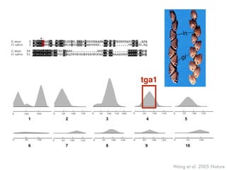 Wang et al. 2005 Nature
1 2 3 4 5
6 7 8 9 10
Figure 1.
Phenotypes. a. Maize ear showing the cob (cb) exposed at top. b. Teosinte e
internode (in) and glume (gl) labeled. c. Teosinte ear from a plant with a m
introgressed into it. d. Close-up of a single teosinte fruitcase. e. Close-up o
teosinte plant with a maize allele of tga1 introgressed into it. f. Ear of maiz
(Tga1-maize allele) with the cob exposed showing the small white glumes a
of maize inbred W22:tga1 which carries the teosinte allele, showing enlarge
h. Ear of maize inbred W22 carrying the tga1-ems1 allele, showing enlarged g
NIH-PAAuthorManuscriptNIH-PAAuthorManuscriptNIH-P
tga1
 