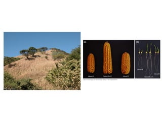 Brandon Gaut
Hocholdinger & Hoecker 2007 TIP Genetics
 