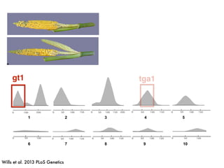 1 2 3 4 5
6 7 8 9 10
gt1 tga1
Wills et al. 2013 PLoS Genetics
 