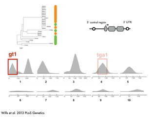 1 2 3 4 5
6 7 8 9 10
gt1 tga1
Wills et al. 2013 PLoS Genetics
5’ control region 3’ UTR
 