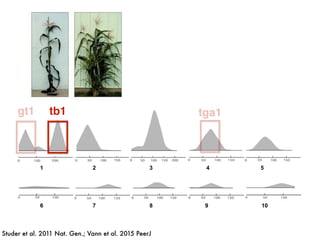 1 2 3 4 5
6 7 8 9 10
tb1
Studer et al. 2011 Nat. Gen.; Vann et al. 2015 PeerJ
tga1gt1
 