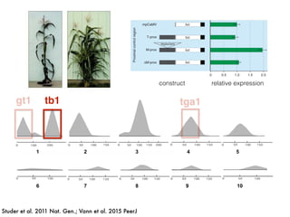 1 2 3 4 5
6 7 8 9 10
tb1
Studer et al. 2011 Nat. Gen.; Vann et al. 2015 PeerJ
tga1
GENETICS ADVANCE ONLINE PUBLICATION 3
nguish maize and teosinte. Both the maize and teosinte
s for the distal component repressed luciferase expression
luc
luc
luc
luc
luc
luc
Hopscotch
mpCaMV
M-dist
T-prox
M-prox
0 0.5 1.0 1.5 2.0
∆M-dist
∆M-prox
ProximalcontrolregionDistal
Constructs and corresponding normalized luciferase expression
nsient assays were performed in maize leaf protoplast. Each
is drawn to scale. The construct backbone consists of the
romoter from the cauliflower mosaic virus (mpCaMV, gray box),
ORF (luc, white box) and the nopaline synthase terminator
). Portions of the proximal and distal components of the
gion (hatched boxes) from maize and teosinte were cloned
ction sites upstream of the minimal promoter. “ ” denotes
on of either the Tourist or Hopscotch element from the maize
Horizontal green bars show the normalized mean with s.e.m.
onstruct.
relative expressionconstruct
gt1
 