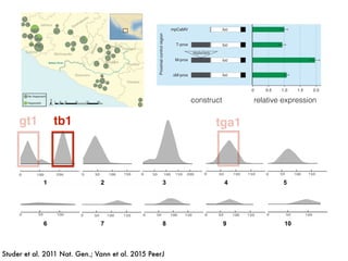 1 2 3 4 5
6 7 8 9 10
tb1
Figure 2 Map of parviglumis Populations and Hopscotch allele frequency. Map showing the frequency
of the Hopscotch allele in populations of parviglumis where we sampled more than 6 individuals. Size of
circles reﬂects number of individuals sampled. The Balsas River is shown, as the Balsas River Basin is
believed to be the center of domestication of maize.
as our independent trait for phenotyping analyses. SAS code used for analysis is available at
http://dx.doi.org/10.6084/m9.figshare.1166630.
RESULTS
Genotyping for the Hopscotch insertion
The genotype at the Hopscotch insertion was conﬁrmed with two PCRs for 837 individuals
of the 1,100 screened (Table S1 and Table S2). Among the 247 maize landrace accessions
genotyped, all but eight were homozygous for the presence of the insertion Within
our parviglumis and mexicana samples we found the Hopscotch insertion segregating
in 37 (n = 86) and four (n = 17) populations, respectively, and at highest frequency
within populations in the states of Jalisco, Colima, and Michoac´an in central-western
Mexico (Fig. 2). Using our Hopscotch genotyping, we calculated diVerentiation between
populations (FST) and subspecies (FCT) for populations in which we sampled sixteen
or more chromosomes. We found that FCT = 0, and levels of FST among populations
within each subspecies (0.22) and among all populations (0.23) (Table 1) are similar to
genome-wide estimates from previous studies Pyh¨aj¨arvi, HuVord & Ross-Ibarra, 2013.
Although we found large variation in Hopscotch allele frequency among our populations,
BayEnv analysis did not indicate a correlation between the Hopscotch insertion and
environmental variables (all Bayes Factors < 1).
Studer et al. 2011 Nat. Gen.; Vann et al. 2015 PeerJ
tga1
GENETICS ADVANCE ONLINE PUBLICATION 3
nguish maize and teosinte. Both the maize and teosinte
s for the distal component repressed luciferase expression
luc
luc
luc
luc
luc
luc
Hopscotch
mpCaMV
M-dist
T-prox
M-prox
0 0.5 1.0 1.5 2.0
∆M-dist
∆M-prox
ProximalcontrolregionDistal
Constructs and corresponding normalized luciferase expression
nsient assays were performed in maize leaf protoplast. Each
is drawn to scale. The construct backbone consists of the
romoter from the cauliflower mosaic virus (mpCaMV, gray box),
ORF (luc, white box) and the nopaline synthase terminator
). Portions of the proximal and distal components of the
gion (hatched boxes) from maize and teosinte were cloned
ction sites upstream of the minimal promoter. “ ” denotes
on of either the Tourist or Hopscotch element from the maize
Horizontal green bars show the normalized mean with s.e.m.
onstruct.
relative expressionconstruct
gt1
 
