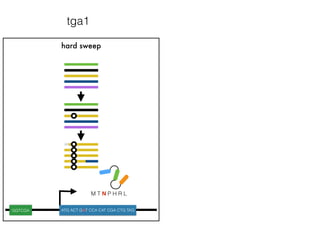 hard sweep
M T N P H R L
GGTCGA ATG ACT GAT CCA CAT CGA CTG TAG
tga1
 