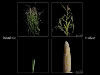 maizeteosinte
 