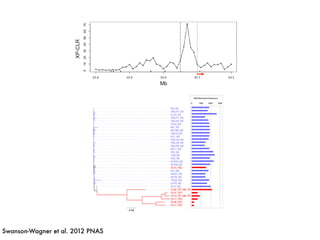 Swanson-Wagner et al. 2012 PNAS
E
Dom/Imp genes
(n=1761)
89
4644
1582
twork edges Maize network edges
D
GRMZM2G068436
GRMZM2G137947
GRMZM2G375302
Mb
Mb
s with altered expression or conservation and targets of selection during improvement and/or domestication. (A) Venn diagram
ween DE genes, AEC genes, and the genes that occur in genomic regions that have evidence for selective sweeps during maize
vement (Dom/Imp genes). (B) Teosinte coexpression networks for three genes (GRMZM2G068436, GRMZM2G137947, and
t) Edges that are maintained in maize coexpression networks are shown. Although the differentially expressed gene (red node) is
 