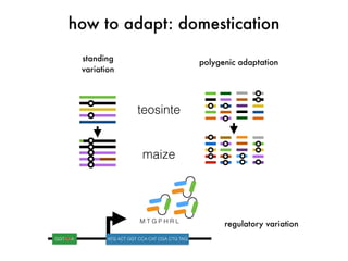 how to adapt: domestication
standing
variation
M T G P H R L
GGTAAA ATG ACT GGT CCA CAT CGA CTG TAG
polygenic adaptation
regulatory variation
teosinte
maize
 