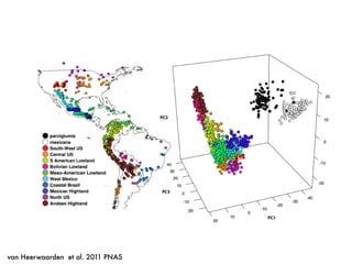 differences between lowland and highland maize in terms of
heterozygosity and differentiation from parviglumis (Fig. S3).
Structure analysis (21) of all Mexican accessions lends support
for this magnitude of introgression (Fig. 2). The three subspecies
form clearly separated clusters, but evidence of admixture is
cluding mexicana, in which Mexican Highland maize is tied wit
the West Mexico group as the most ancestral population (Fig. 3B
To mitigate the impact of introgression, we used a slight
modiﬁed approach that excludes both parviglumis and mexican
and calculates genetic drift with respect to ancestral frequencie
inferred from domesticated maize alone. Because the genet
Fig. 1. (A) Map of sampled maize accessions colored by genetic group. (B) First three genetic PCs of all sampled accessions.
van Heerwaarden et al. PNAS | January 18, 2011 | vol. 108 | no. 3 | 108
van Heerwaarden et al. 2011 PNAS
 