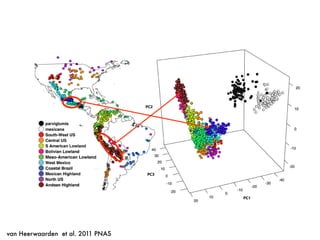 differences between lowland and highland maize in terms of
heterozygosity and differentiation from parviglumis (Fig. S3).
Structure analysis (21) of all Mexican accessions lends support
for this magnitude of introgression (Fig. 2). The three subspecies
form clearly separated clusters, but evidence of admixture is
cluding mexicana, in which Mexican Highland maize is tied wit
the West Mexico group as the most ancestral population (Fig. 3B
To mitigate the impact of introgression, we used a slight
modiﬁed approach that excludes both parviglumis and mexican
and calculates genetic drift with respect to ancestral frequencie
inferred from domesticated maize alone. Because the genet
Fig. 1. (A) Map of sampled maize accessions colored by genetic group. (B) First three genetic PCs of all sampled accessions.
van Heerwaarden et al. PNAS | January 18, 2011 | vol. 108 | no. 3 | 108
van Heerwaarden et al. 2011 PNAS
 