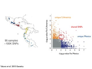 -Logp-valueFstS.America
-Log p-value Fst Mexico
shared SNPs
unique S.America
unique Mexico
95 samples
~100K SNPs
Takuno et al. 2015 Genetics
 
