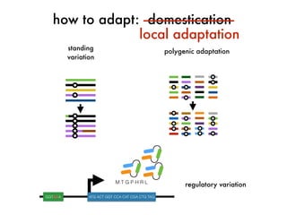 domesticationhow to adapt: ——————————-
standing
variation
M T G P H R L
GGTAAA ATG ACT GGT CCA CAT CGA CTG TAG
polygenic adaptation
regulatory variation
local adaptation
 