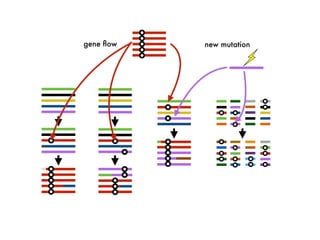 gene ﬂow new mutation
 