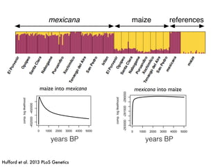 mexicana maize references
Hufford et al. 2013 PLoS Genetics
0 1000 2000 3000 4000 5000
generations
0 1000 2000 3000 4000 5000
-292000-290000
Nabogame Likelihoods
generations
comp.loglikelihood
0 1000 2000 3000 4000 5000
-293000-291500-290000
Santa Clara Likelihoods
generations
comp.loglikelihood
0 100
-
0 100
-296500-294500
Tenang
comp.loglikelihood
0 100
-286000-284000
Pur
comp.loglikelihood
mexicana into maize
0 1000 2000 3000 4000 5000
-412
generations
0 1000 2000 3000 4000 5000
-447000-444000
Nabogame Likelihoods
generations
comp.loglikelihood
0 1000 2000 3000 4000 5000
-452000-450000
Santa Clara Likelihoods
generations
comp.loglikelihood
0 1000 2000 3000 4000 5000
-4
generations
0 1000 2000 3000 4000 5000
-406500-404500
Tenango del Aire Likelihoods
generations
comp.loglikelihood
0 1000 2000 3000 4000 5000
-420000-418500
Puruandiro Likelihoods
generations
comp.loglikelihood
0 1000 2000 300
-
generation
0 1000 2000 300
-418000-416000-414000
Xochimilco Like
generation
comp.loglikelihood
0 1000 2000 300
-418000-416500
Opopeo Likeli
generation
comp.loglikelihood
00
San Pedro Likelihoods
ihood
0
El Porvenir Likelihoods
ihood
10000
Ixtlan Likelih
ihood
B
maize into mexicana
years BPyears BP
 