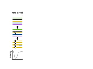 hard sweep
Diversity
 