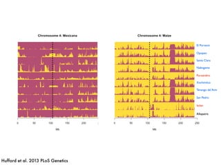 El Porvenir
Opopeo
Xochimilco
Puruandiro
Tenango del Aire
Ixtlan
Nabogame
Santa Clara
San Pedro
Allopatric
El Porvenir
Opopeo
Xochimilco
Puruandiro
Tenango del Aire
Ixtlan
Nabogame
Santa Clara
San Pedro
Allopatric
Hufford et al. 2013 PLoS Genetics
 