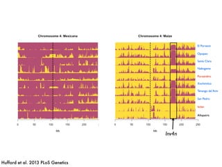 El Porvenir
Opopeo
Xochimilco
Puruandiro
Tenango del Aire
Ixtlan
Nabogame
Santa Clara
San Pedro
Allopatric
Inv4n
El Porvenir
Opopeo
Xochimilco
Puruandiro
Tenango del Aire
Ixtlan
Nabogame
Santa Clara
San Pedro
Allopatric
Hufford et al. 2013 PLoS Genetics
 