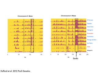 El Porvenir
Opopeo
Xochimilco
Puruandiro
Tenango del Aire
Ixtlan
Nabogame
Santa Clara
San Pedro
Allopatric
Inv4n
El Porvenir
Opopeo
Xochimilco
Puruandiro
Tenango del Aire
Ixtlan
Nabogame
Santa Clara
San Pedro
Allopatric
Hufford et al. 2013 PLoS Genetics
 