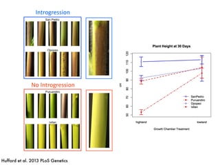 Introgression
No	Introgression
Hufford et al. 2013 PLoS Genetics
 