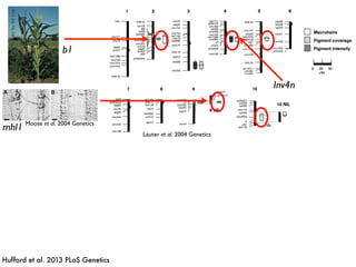 Lauter et al. 2004 Genetics
Inv4n
b1
Moose et al. 2004 Genetics
photobyEdCoe
mhl1
Hufford et al. 2013 PLoS Genetics
 