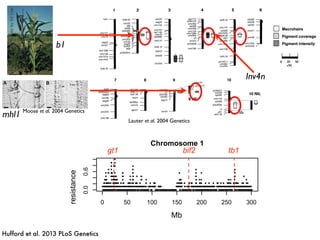 Lauter et al. 2004 Genetics
Inv4n
b1
Moose et al. 2004 Genetics
photobyEdCoe
mhl1
Hufford et al. 2013 PLoS Genetics
0 50 100 150 200 250 300
0.00.6
Chromosome 1
bp
proportionofpopulations
0
0.00.6
proportionofpopulations
Mb
B
gt1 tb1bif2
resistance
 