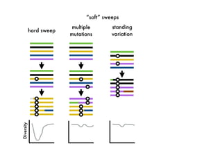 hard sweep
multiple
mutations
Diversity
standing
variation
“soft” sweeps
 