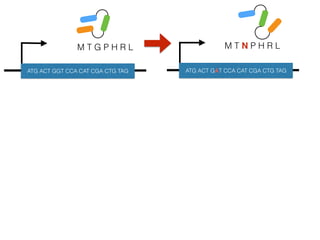 M T G P H R L
ATG ACT GGT CCA CAT CGA CTG TAG
M T N P H R L
ATG ACT GAT CCA CAT CGA CTG TAG
 