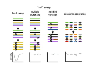 hard sweep
multiple
mutations polygenic adaptation
Diversity
standing
variation
“soft” sweeps
 