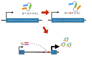 M T G P H R L
ATG ACT GGT CCA CAT CGA CTG TAG
M T N P H R L
ATG ACT GAT CCA CAT CGA CTG TAG
x xx x
 